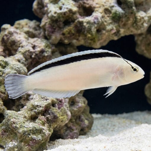 Smith's Blenny