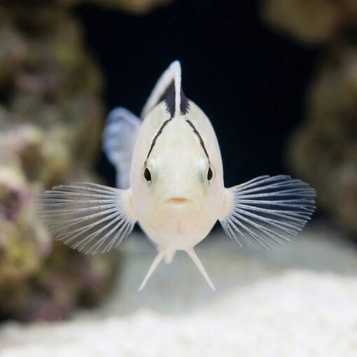 Smith's Blenny - Image 2