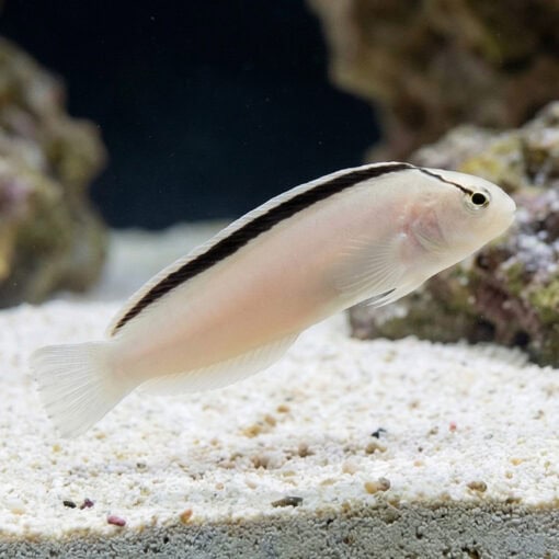 Smith's Blenny - Image 3