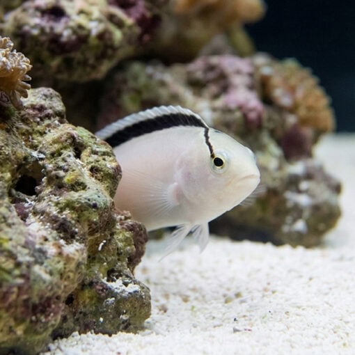 Smith's Blenny - Image 4