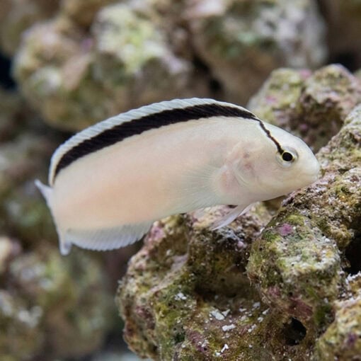 Smith's Blenny - Image 5