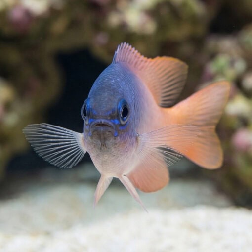 Pink Smith Damsel - Image 2