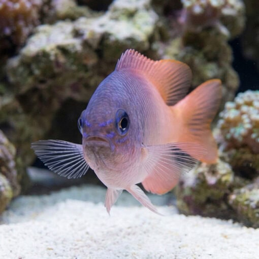 Pink Smith Damsel - Image 4