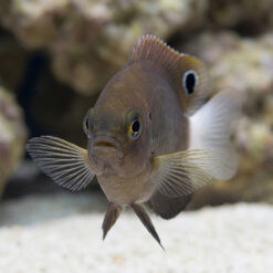 Alternative view of Whitetail Damselfish