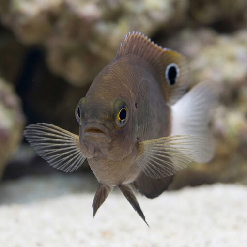 Whitetail Damselfish - Image 2