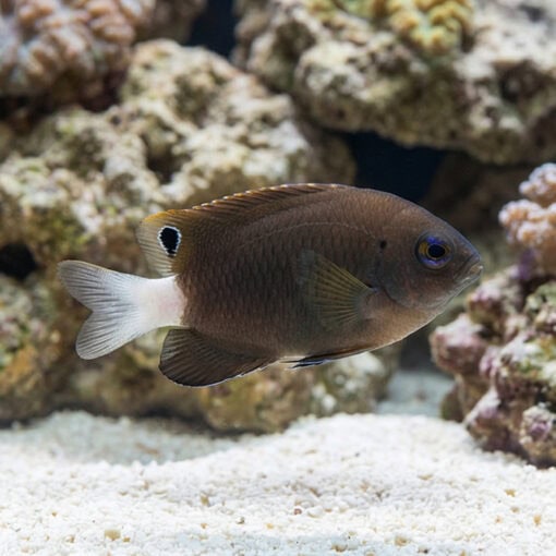 Whitetail Damselfish - Image 3