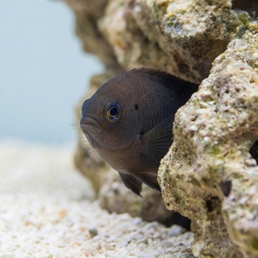 Whitetail Damselfish - Image 4