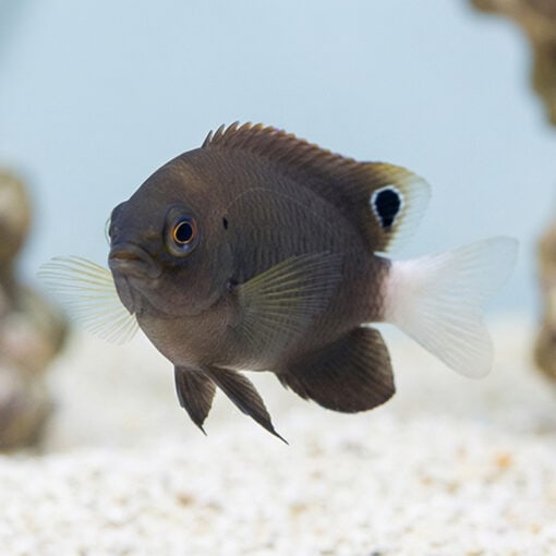 Whitetail Damselfish - Image 5