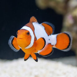 Alternative view of Snow Onyx Hybrid Clownfish: Captive Bred
