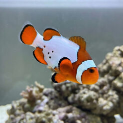 Snow Onyx Hybrid Clownfish: Captive Bred