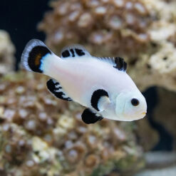 Snow Storm Ocellaris Clownfish: Captive Bred