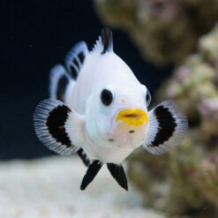 Alternative view of Snow Storm Ocellaris Clownfish: Captive Bred