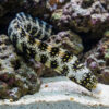 Snowflake Eel