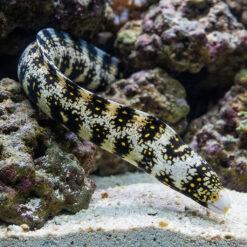 Snowflake Eel