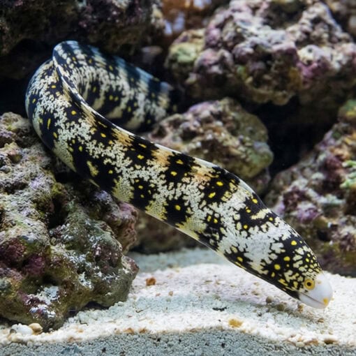 Snowflake Eel