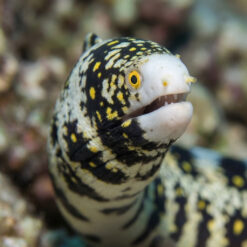 Alternative view of Snowflake Eel
