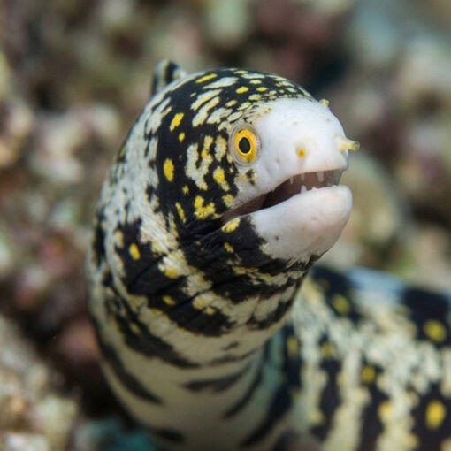 Snowflake Eel - Image 2