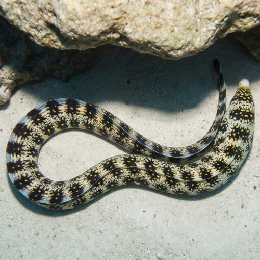 Snowflake Eel - Image 3