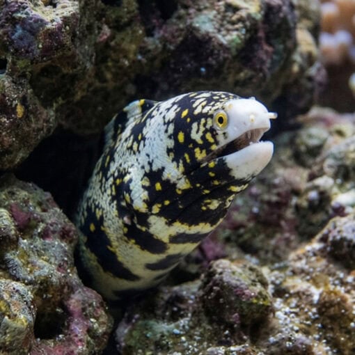 Snowflake Eel - Image 4