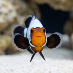 Alternative view of Black Phanton Snowflake Ocellaris Clownfish: Captive Bred