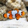 Snowflake Ocellaris Clownfish: Captive Bred