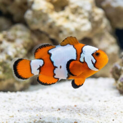 Snowflake Ocellaris Clownfish: Captive Bred