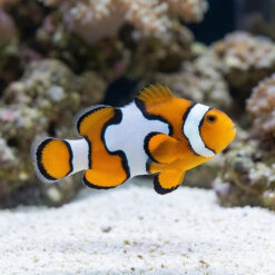 Snowflake Ocellaris Clownfish: Captive Bred S3 Grade