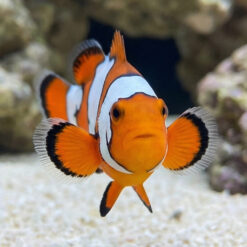 Alternative view of Snowflake Ocellaris Clownfish: Captive Bred