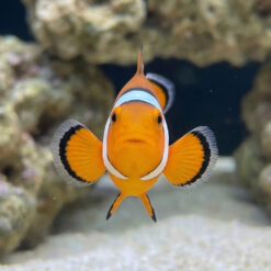Alternative view of Snowflake Ocellaris Clownfish: Captive Bred S3 Grade