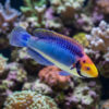 Solar Fairy Wrasse