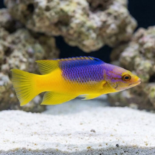Spanish Hogfish