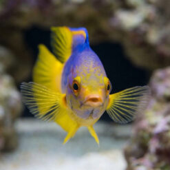 Alternative view of Spanish Hogfish
