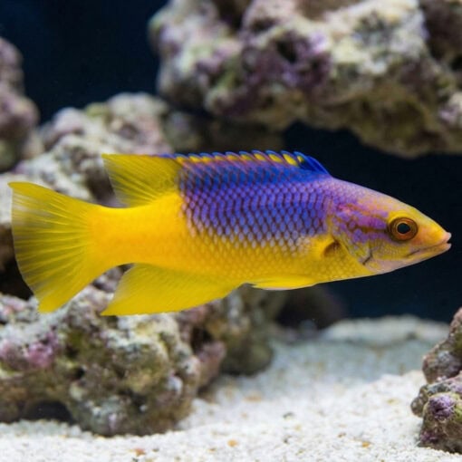 Spanish Hogfish - Image 3