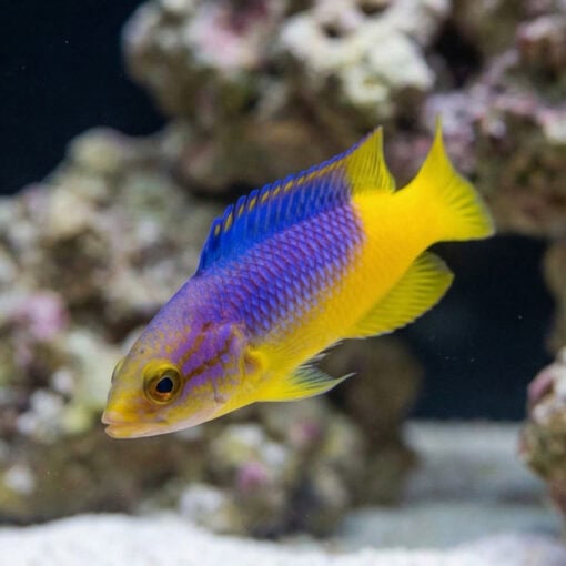 Spanish Hogfish - Image 4