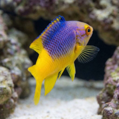 Spanish Hogfish - Image 5