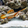Spike Fin Goby