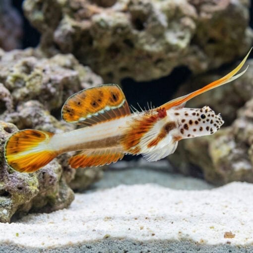 Spike Fin Goby