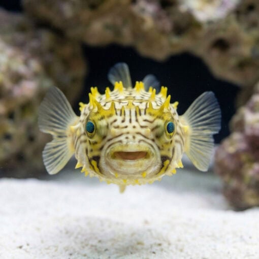 Spiny Box Puffer - Image 2