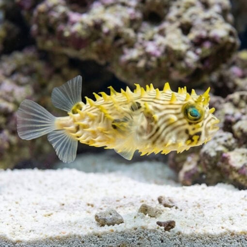 Spiny Box Puffer - Image 3