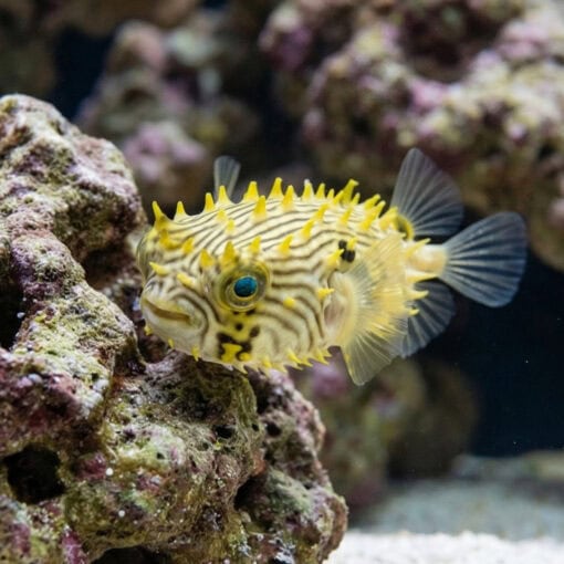 Spiny Box Puffer - Image 4