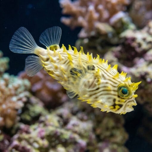 Spiny Box Puffer