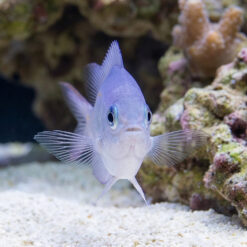 Alternative view of Orange Line Chromis: Juvenile