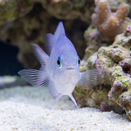 Orange Line Chromis: Juvenile - Image 2