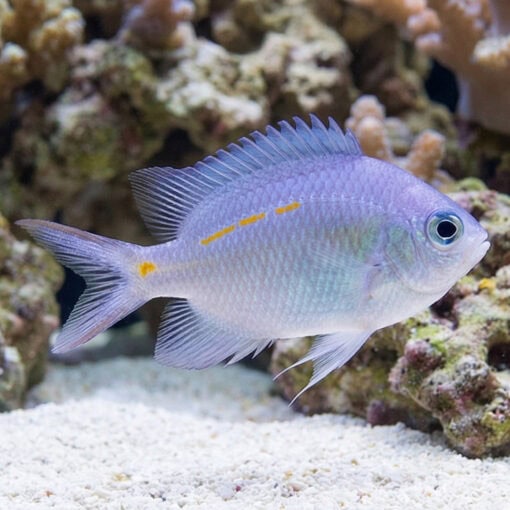 Orange Line Chromis: Juvenile - Image 3