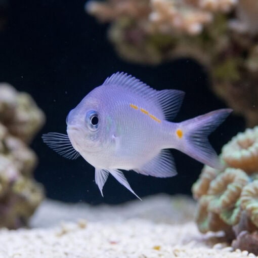 Orange Line Chromis: Juvenile - Image 4