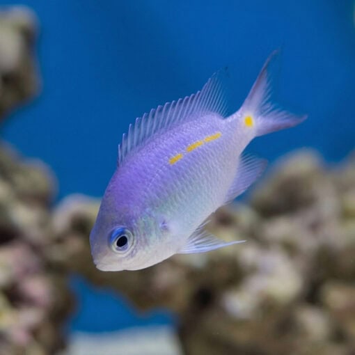 Orange Line Chromis: Juvenile - Image 5