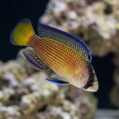 Splendid Dottyback