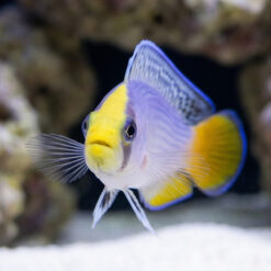Alternative view of Splendid Dottyback