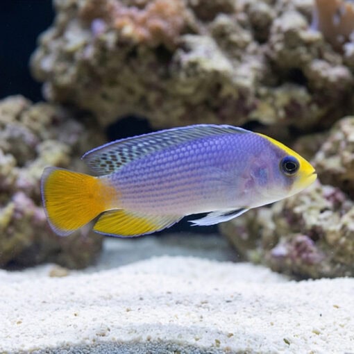 Splendid Dottyback - Image 3