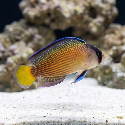 Splendid Dottyback - Image 4